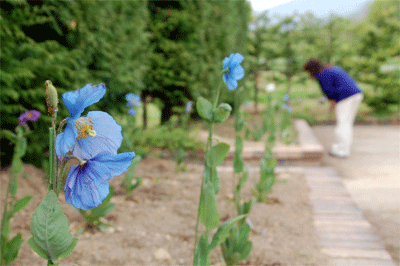 05181.gif