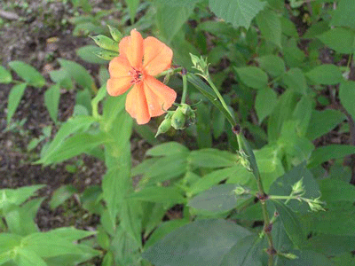 s0608.gif