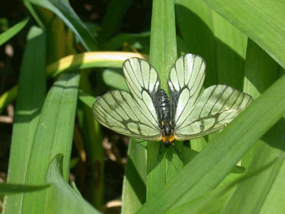 butterfly.gif