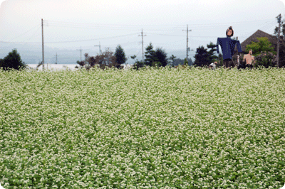 09041.gif