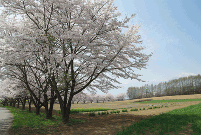 04123.gif