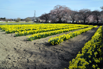 04032.gif