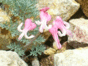 t0916.gif