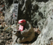 t02161.gif