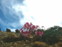 t1016.gif