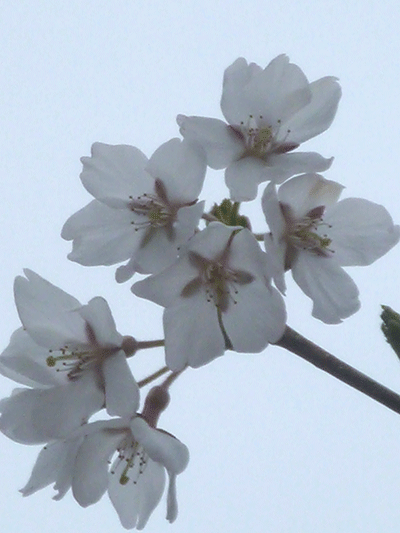 ６枚目の花びらを発見 甲陵高校の きぼうの桜 Webtoday